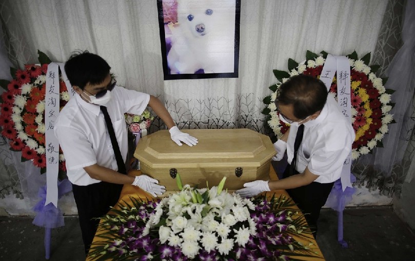 工作人員將寵物狗的靈柩放在靈堂上。