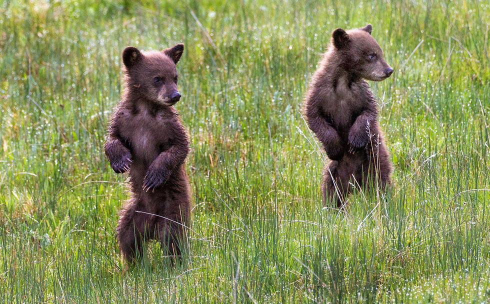 當(dāng)看到這些可愛(ài)的小熊照片時(shí)，你的心一定被它們的模樣給萌化了吧！