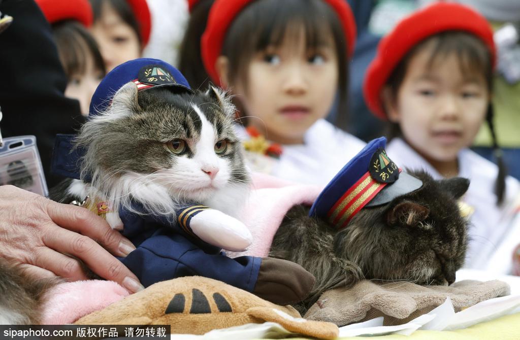 日本福島縣實(shí)習(xí)貓站長Love上任 日本福島縣實(shí)習(xí)貓站長Love上任