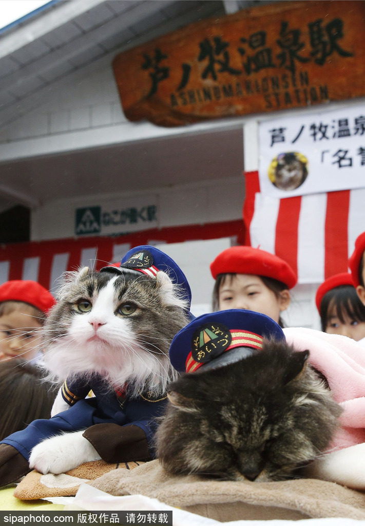 日本福島縣實(shí)習(xí)貓站長Love上任 日本福島縣實(shí)習(xí)貓站長Love上任