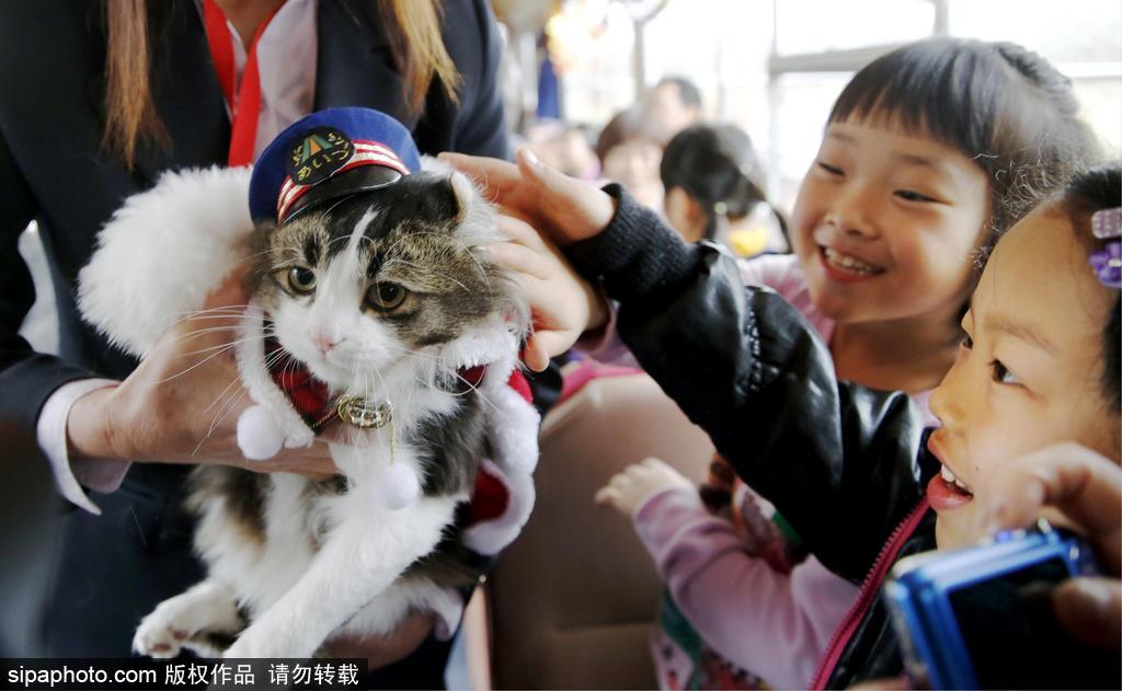 日本福島縣實(shí)習(xí)貓站長Love上任 日本福島縣實(shí)習(xí)貓站長Love上任