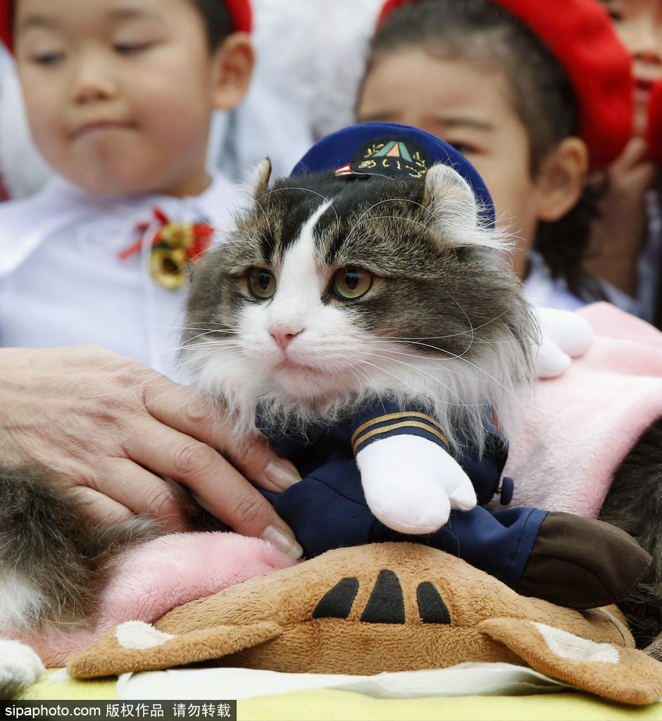 日本福島縣實(shí)習(xí)貓站長Love上任 日本福島縣實(shí)習(xí)貓站長Love上任