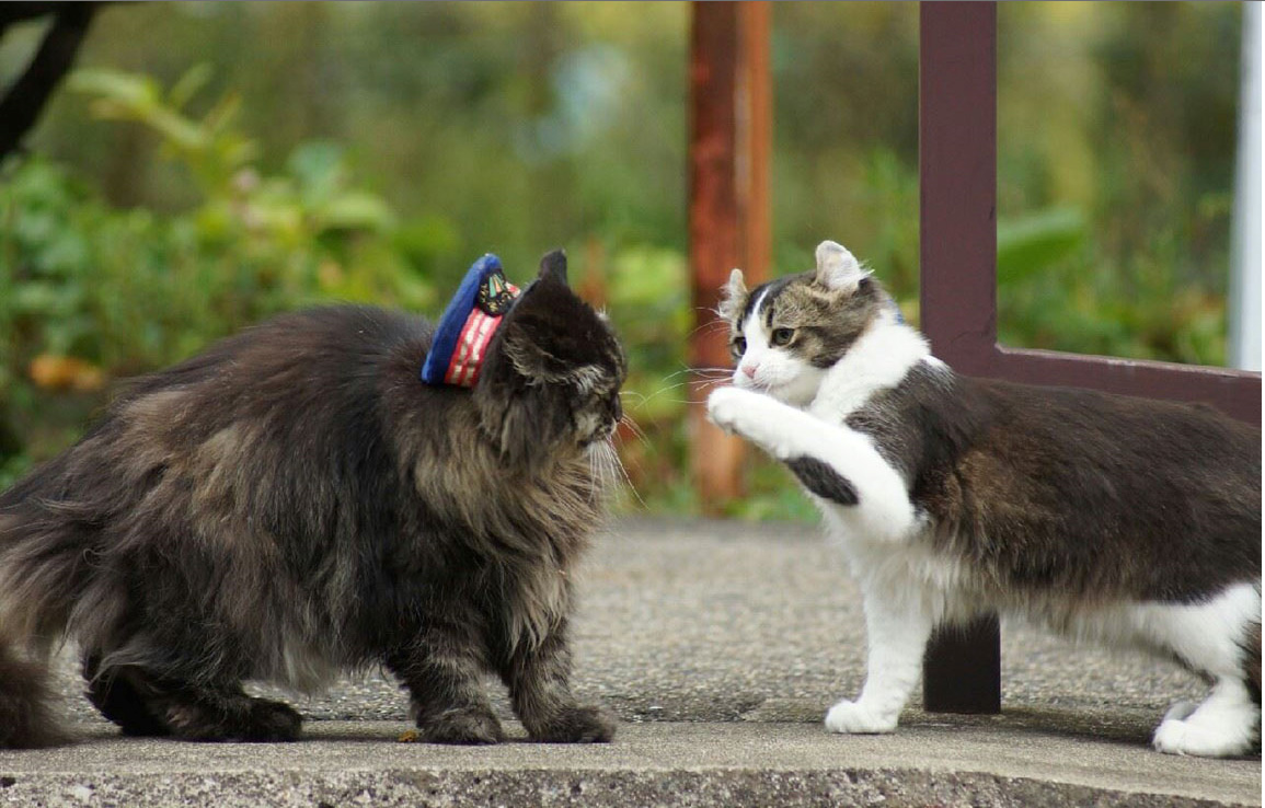 日本福島縣實(shí)習(xí)貓站長Love上任 日本福島縣實(shí)習(xí)貓站長Love上任