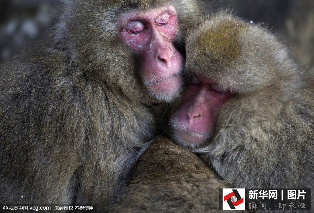 日本野生獼猴雪天泡溫泉悠然自得 日本野生獼猴雪天泡溫泉悠然自得
