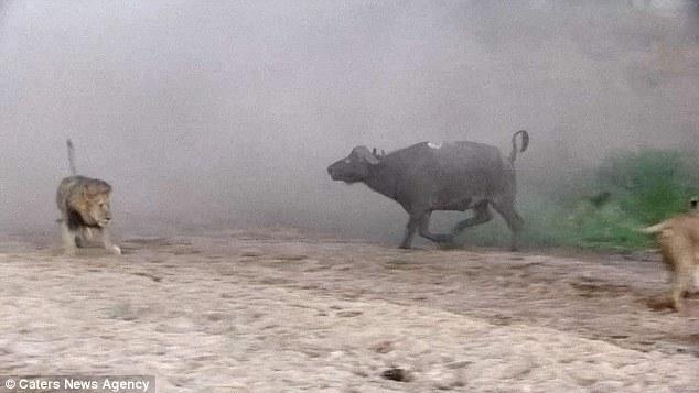 然后在獅群還在打架時悄悄地溜走了，留下一個瀟灑的背影。