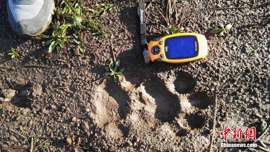 黑龍江老爺嶺保護(hù)區(qū)多次拍到野生東北虎、豹影像