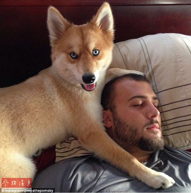 狐貍還是狗？藍(lán)眼睛萌寵走紅網(wǎng)絡(luò)