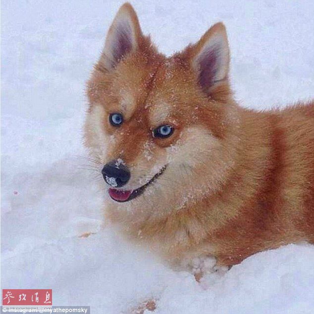 狐貍還是狗？藍(lán)眼睛萌寵走紅網(wǎng)絡(luò)