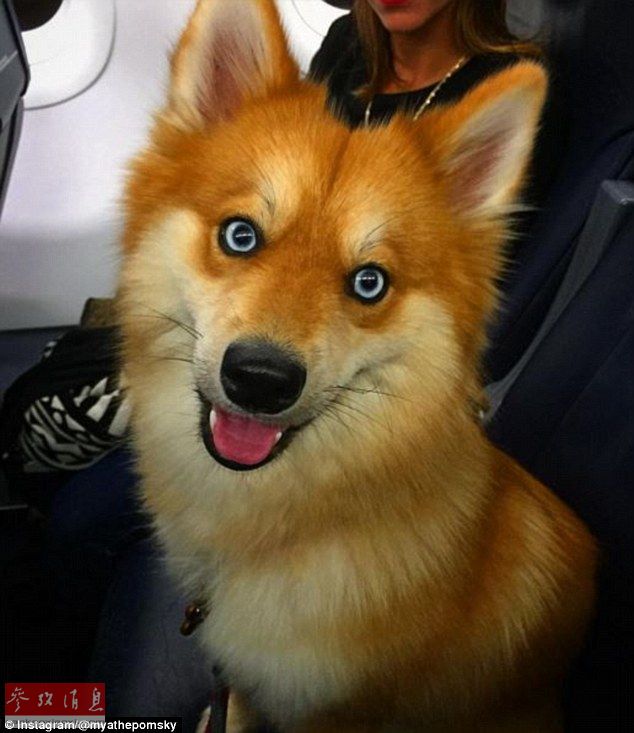 狐貍還是狗？藍(lán)眼睛萌寵走紅網(wǎng)絡(luò)