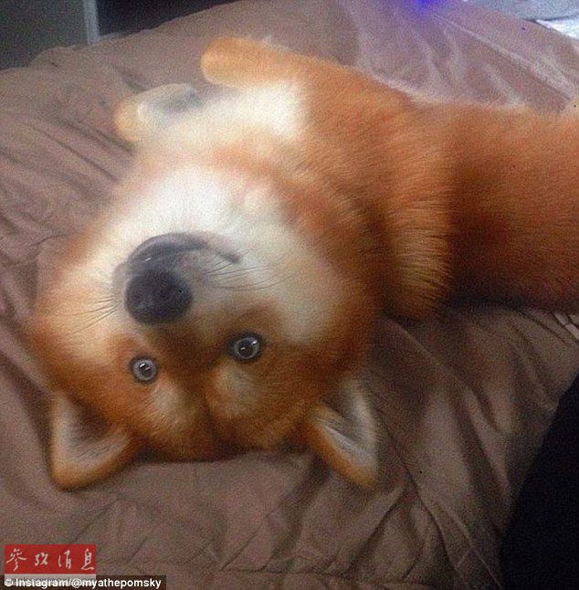 狐貍還是狗？藍(lán)眼睛萌寵走紅網(wǎng)絡(luò)