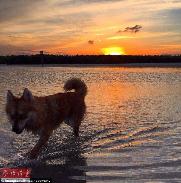 狐貍還是狗？藍(lán)眼睛萌寵走紅網(wǎng)絡(luò)