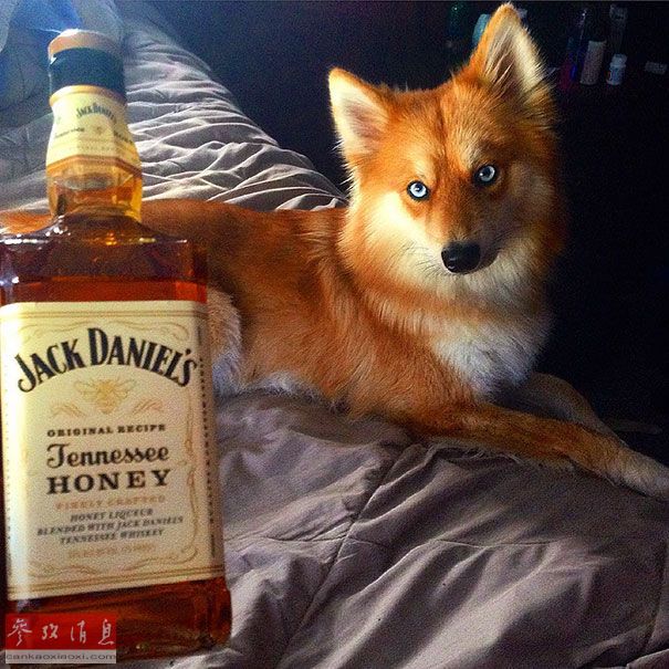 狐貍還是狗？藍(lán)眼睛萌寵走紅網(wǎng)絡(luò)