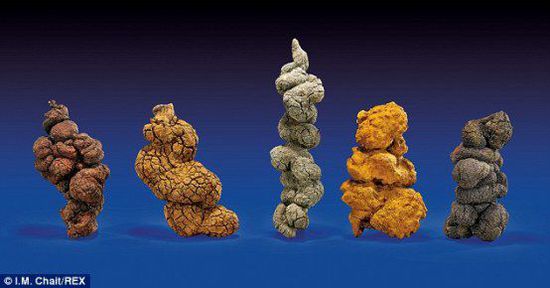 古時(shí)海龜五份糞便樣本也將拍賣。