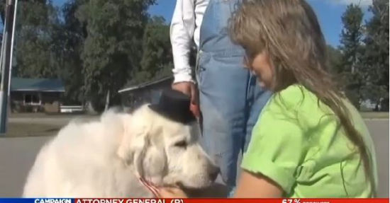 美國小鎮(zhèn)選可愛小狗當(dāng)鎮(zhèn)長報酬為一年狗糧(圖) 美國小鎮(zhèn)選可愛小狗當(dāng)鎮(zhèn)長報酬為一年狗糧(圖)