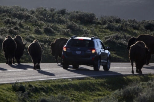 警方已經(jīng)派出大量工作人員、警犬和飛行器在當(dāng)?shù)卣归_(kāi)搜尋