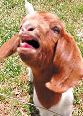 這只會說話的小山羊不斷發(fā)出類似“What”的聲音。