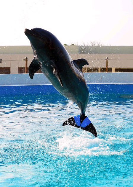 日本安裝橡膠尾鰭的海豚去世 推測已存活45年(圖) 日本安裝橡膠尾鰭的海豚去世 推測已存活45年(圖)