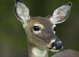 美國一名獵人射擊雌鹿后反被撞傷 美國一名獵人射擊雌鹿后反被撞傷