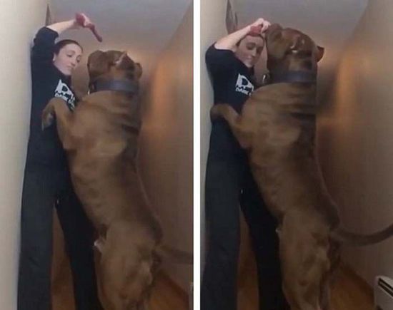 世界最大斗牛犬重達(dá)79公斤 后腿站立高過(guò)成人(組圖)