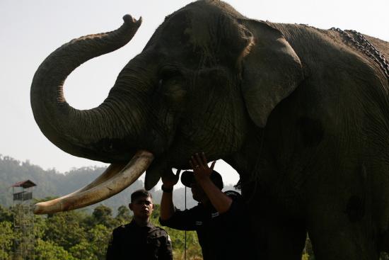 圖為大象巡邏隊里的大象。來源：法新社。