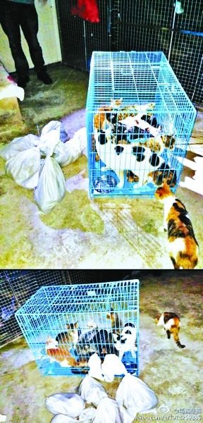 志愿者將放生的貓抓捕回來，這些貓等待領(lǐng)養(yǎng)