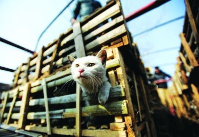 貨車上被販運(yùn)的貓。 記者陳亮 攝