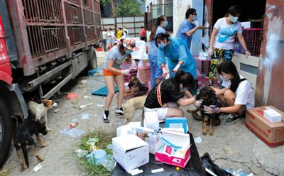 昨日下午，志愿者對攔截下來的狗逐一檢查，分類進行管理。新京報記者 吳江 攝