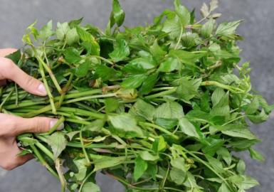 四川多個景區(qū)農(nóng)家樂賣不明野菜 野芹毒芹分不清 四川多個景區(qū)農(nóng)家樂賣不明野菜 野芹毒芹分不清