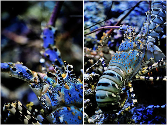 浙江溫嶺捕到“神蝦” 目擊者稱被60萬(wàn)元買走(組圖)