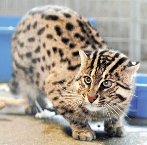 日本一水族館展出“漁夫貓”擅于游泳會抓魚(圖) 日本一水族館展出“漁夫貓”擅于游泳會抓魚(圖)