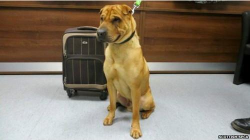 蘇格蘭動物權(quán)益慈善組織已經(jīng)通過芯片查出這只小狗的名字叫凱。