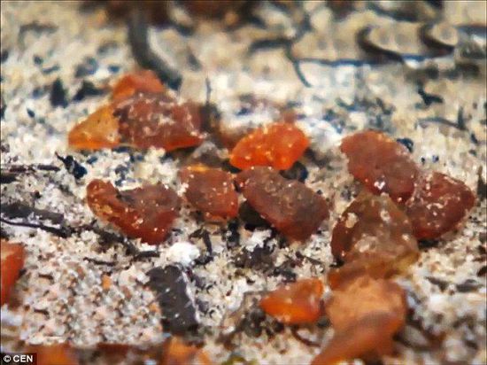 波羅的海的一場暴風雨將琥珀卷到了岸上，這里包攬了全球90%的琥珀產量。