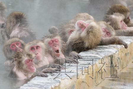 北海道群猴享受溫泉 泡溫泉過(guò)多致體毛脫落