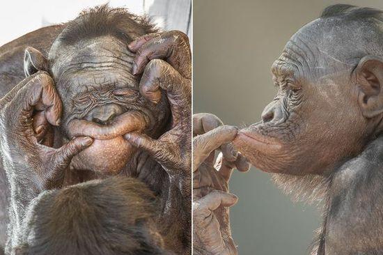 黑猩猩擺各種姿勢拍照。