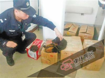 3只小藏獒被裝紙箱帶上火車 低吠嚇退乘警長(zhǎng) 3只小藏獒被裝紙箱帶上火車 低吠嚇退乘警長(zhǎng)