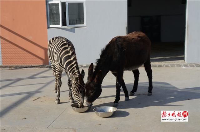 圖斑馬和驢子在一起共同進食。