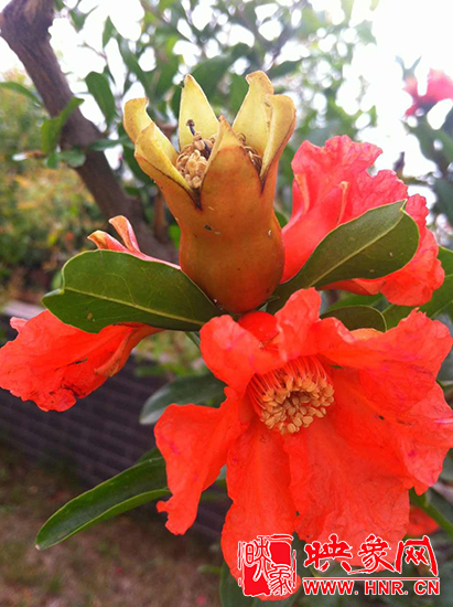 中國?鄭州首屆河陰石榴花文化旅游節(jié)開幕 中國?鄭州首屆河陰石榴花文化旅游節(jié)開幕