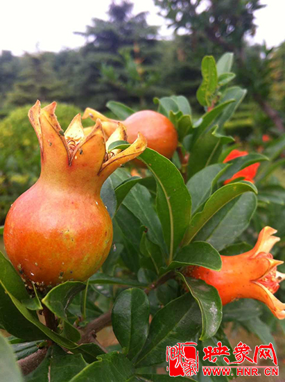 中國?鄭州首屆河陰石榴花文化旅游節(jié)開幕 中國?鄭州首屆河陰石榴花文化旅游節(jié)開幕