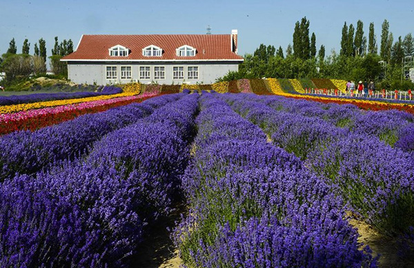 沉迷在薰衣草花海 遇見(jiàn)“塞外江南”新疆伊犁 沉迷在薰衣草花海 遇見(jiàn)“塞外江南”新疆伊犁