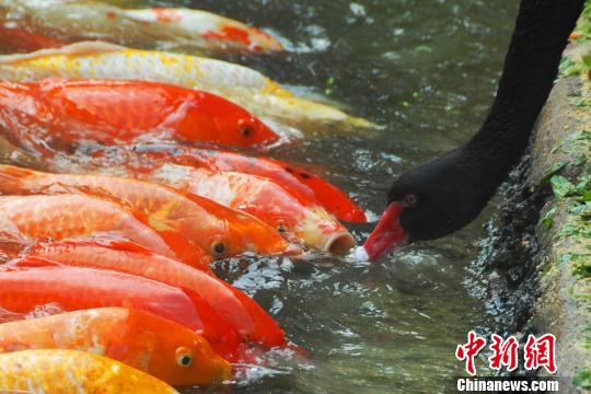 深圳動(dòng)物園黑天鵝喂食錦鯉魚“日久生情”場面溫馨 深圳動(dòng)物園黑天鵝喂食錦鯉魚“日久生情”場面溫馨