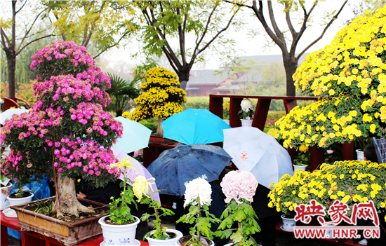 天好、花美 中國開封第32屆菊花文化節(jié)延長一周