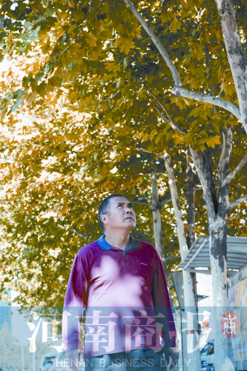 郭長(zhǎng)安巡視自己栽下并管理十年的法桐樹(shù)