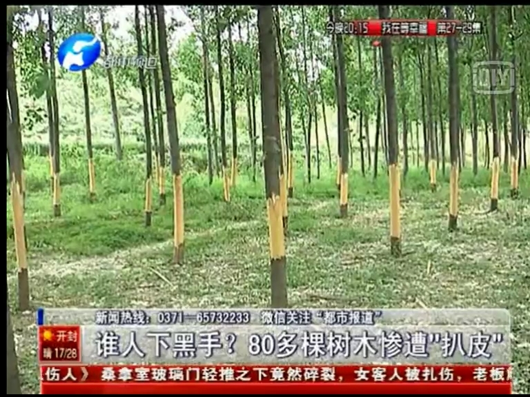 80多棵樹被“扒皮” 誰痛下黑手？