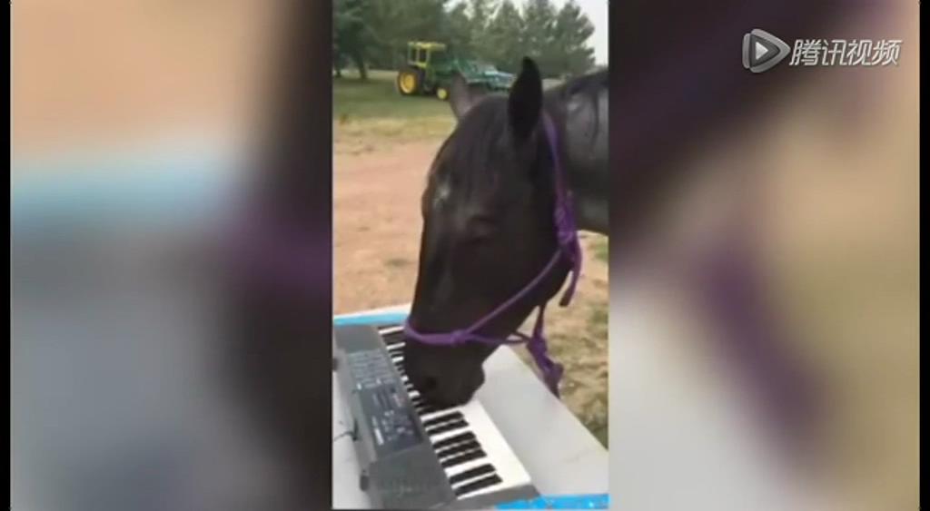 這只逆天的馬會(huì)彈琴！