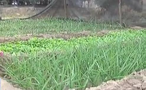 生態(tài)廊道變菜園 誰(shuí)干的？