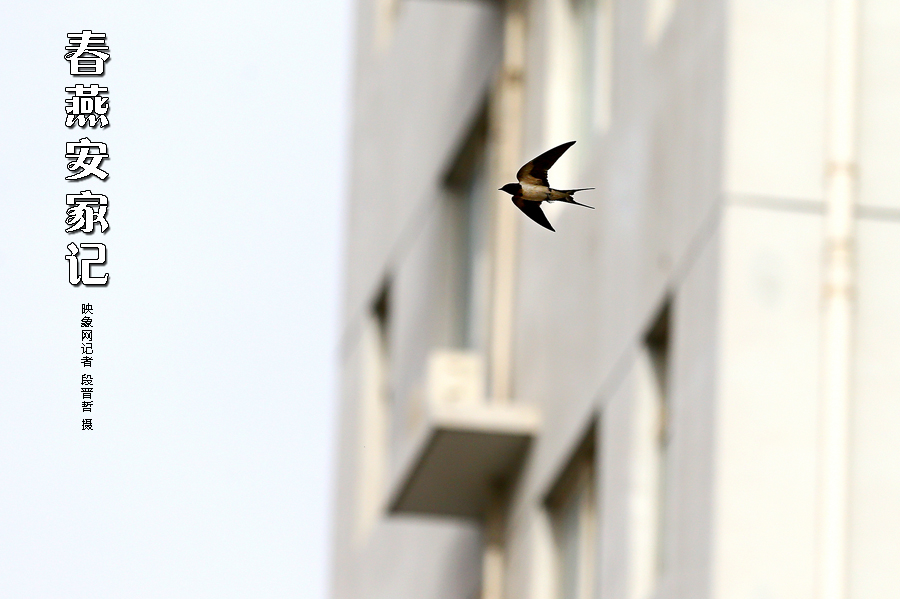 為了愛巢，每天奔波在樓宇間不斷努力