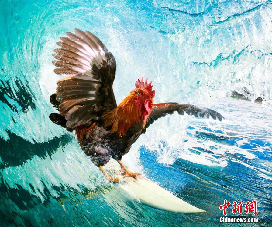 有趣！英國一公司推出公雞日歷